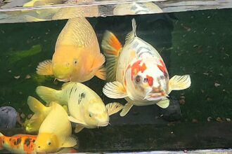 Leeds family mesmerized by koi carp with human-like face; unique markings on Bob the fish draw attention from friends, family, and even passersby.