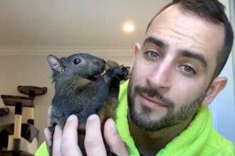 Social media star Peanut the squirrel, euthanised after DEC intervention, sparks £121,000 in donations and a memorial t-shirt fundraiser for animal rescue.