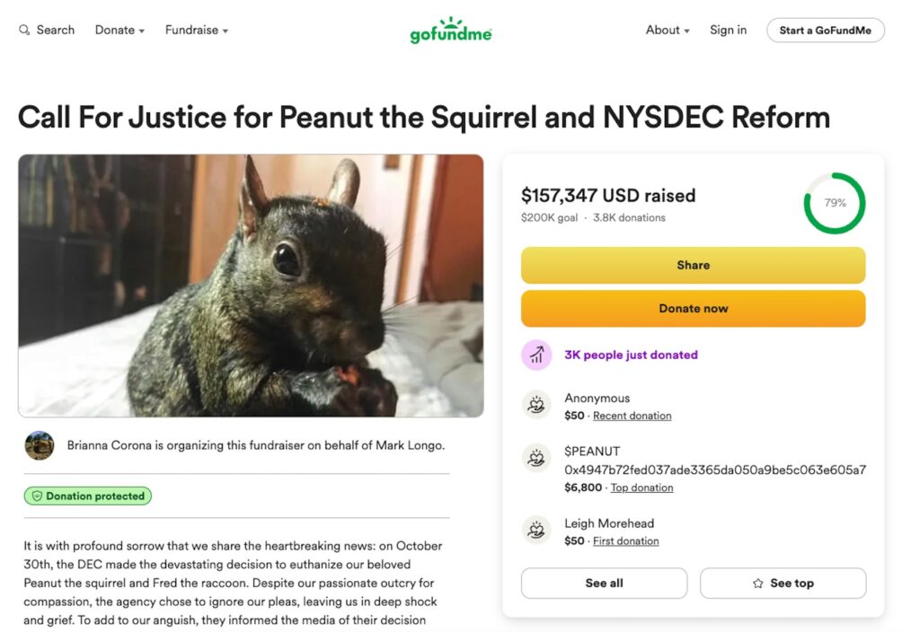 Social media star Peanut the squirrel, euthanised after DEC intervention, sparks £121,000 in donations and a memorial t-shirt fundraiser for animal rescue.