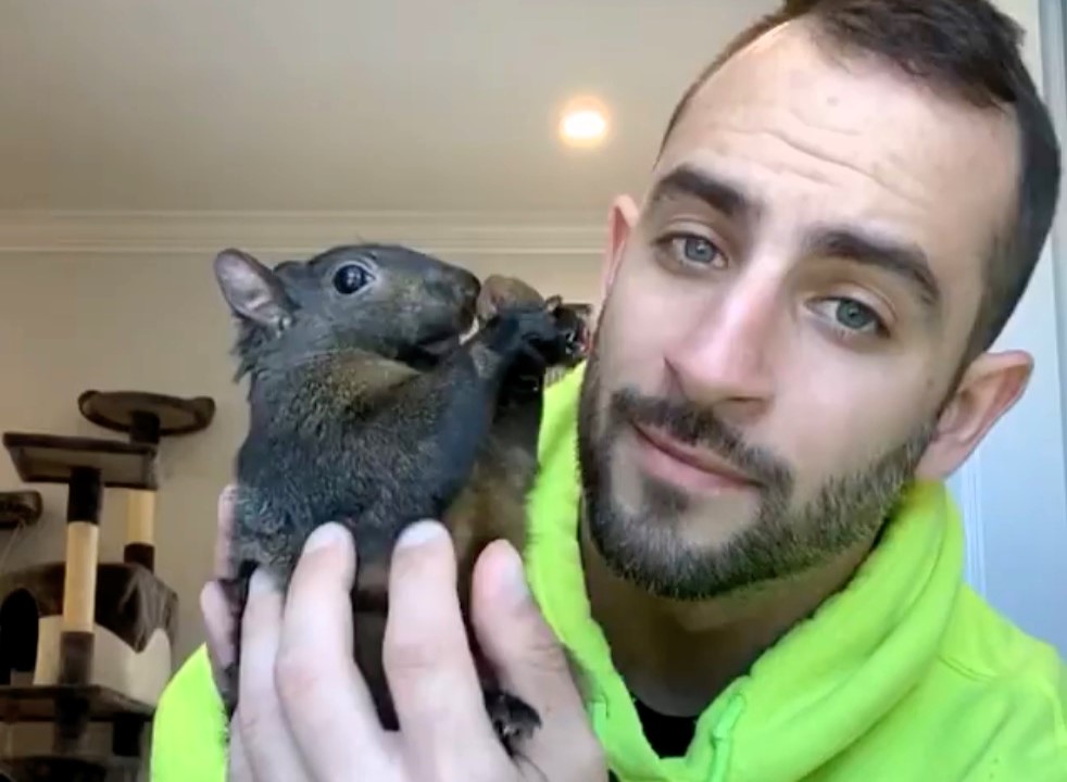 Social media star Peanut the squirrel, euthanised after DEC intervention, sparks £121,000 in donations and a memorial t-shirt fundraiser for animal rescue.