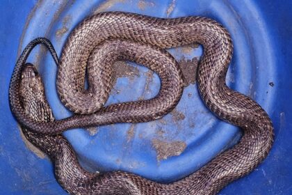 A 5-foot venomous cobra was found hiding in the walls of a South African call centre, shocking staff. Expert Arnold Slabbert safely removed and relocated the deadly snake.