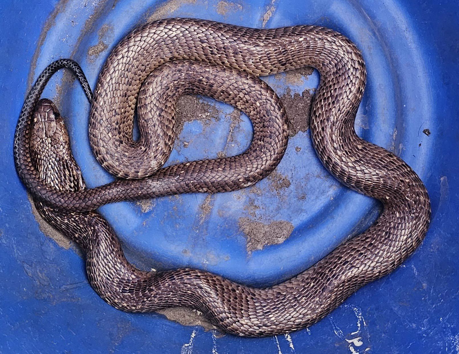 A 5-foot venomous cobra was found hiding in the walls of a South African call centre, shocking staff. Expert Arnold Slabbert safely removed and relocated the deadly snake.