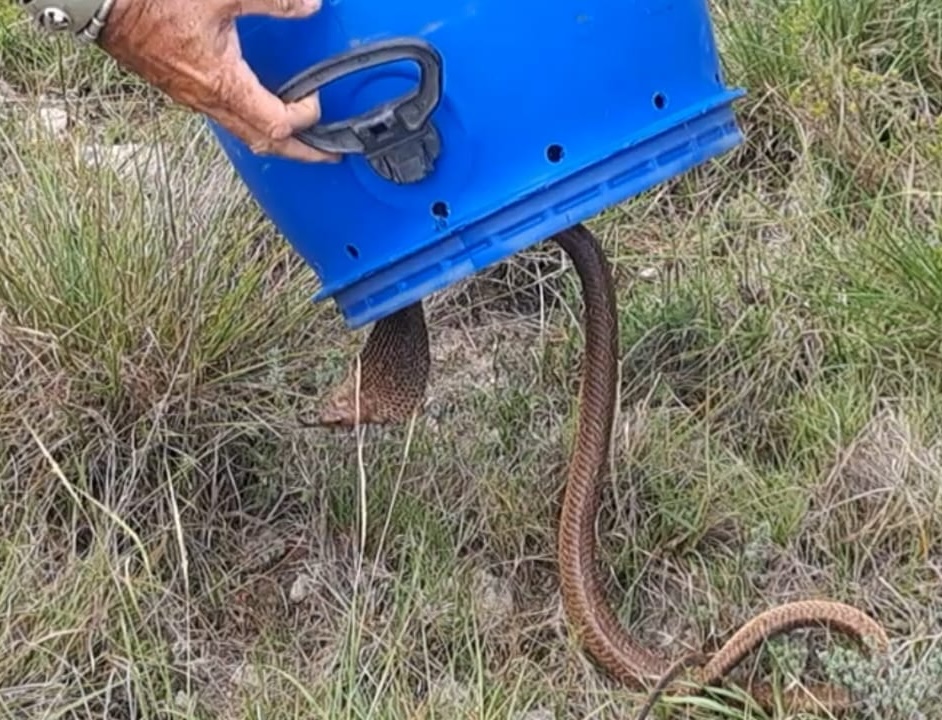 A 5-foot venomous cobra was found hiding in the walls of a South African call centre, shocking staff. Expert Arnold Slabbert safely removed and relocated the deadly snake.