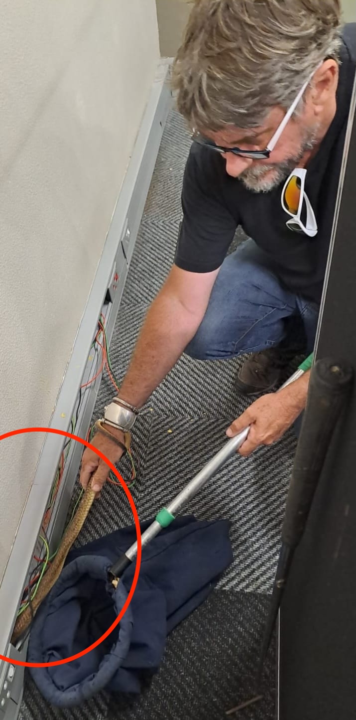 A 5-foot venomous cobra was found hiding in the walls of a South African call centre, shocking staff. Expert Arnold Slabbert safely removed and relocated the deadly snake.