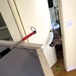 Deer causes a ‘deersturbance’ after wandering into a St. Louis nail salon, amusingly browsing the space before exiting unharmed. Viral footage captures the chaos!