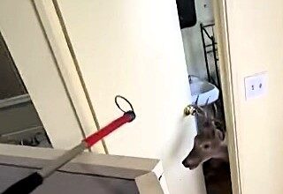 Deer causes a ‘deersturbance’ after wandering into a St. Louis nail salon, amusingly browsing the space before exiting unharmed. Viral footage captures the chaos!