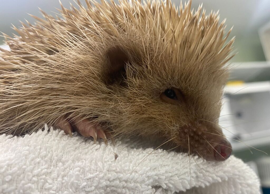 RSPCA reports record rise in sick hedgehogs with over 2,000 rescued in 2023, urging public to aid vulnerable wildlife as the species faces habitat and seasonal threats.