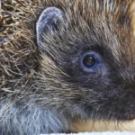 RSPCA reports record rise in sick hedgehogs with over 2,000 rescued in 2023, urging public to aid vulnerable wildlife as the species faces habitat and seasonal threats.