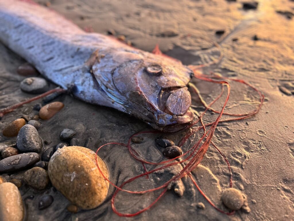 A rare 9.5-foot oarfish, known as a ‘harbinger of doom’ in folklore, washes up in California, sparking scientific interest and mythological curiosity.