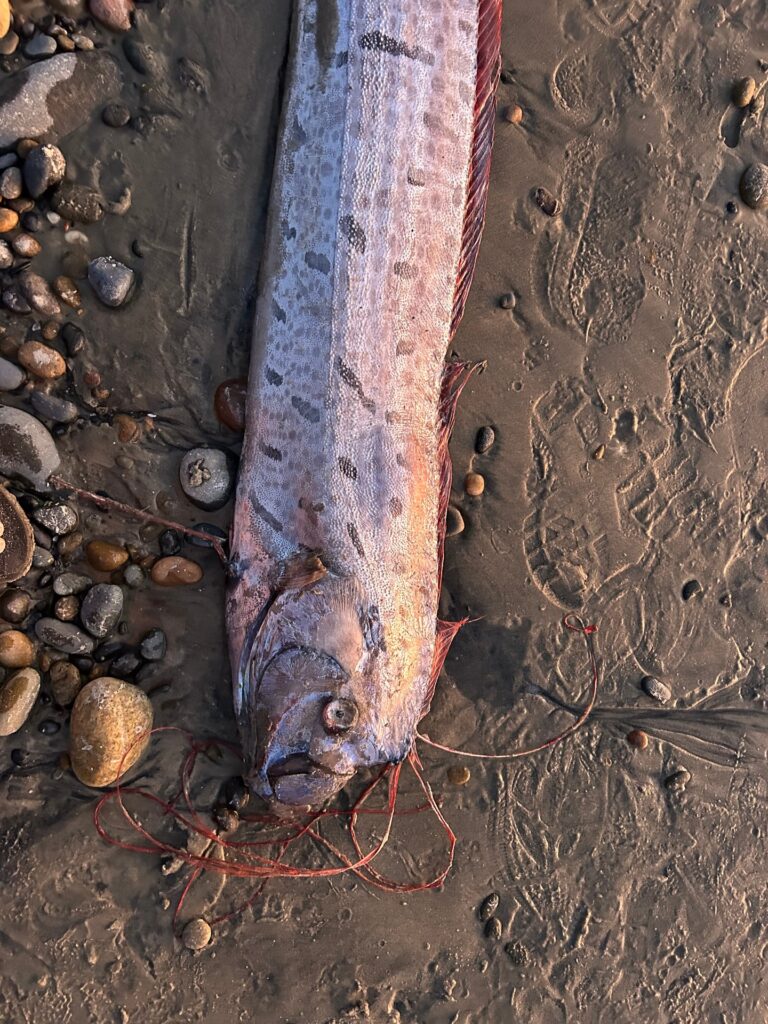 A rare 9.5-foot oarfish, known as a ‘harbinger of doom’ in folklore, washes up in California, sparking scientific interest and mythological curiosity.