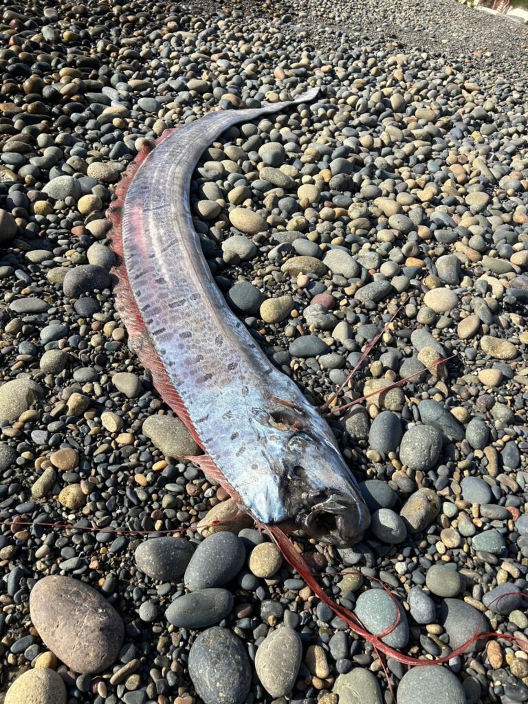 A rare 9.5-foot oarfish, known as a ‘harbinger of doom’ in folklore, washes up in California, sparking scientific interest and mythological curiosity.