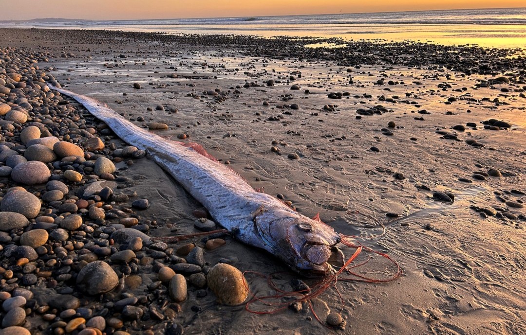 A rare 9.5-foot oarfish, known as a ‘harbinger of doom’ in folklore, washes up in California, sparking scientific interest and mythological curiosity.