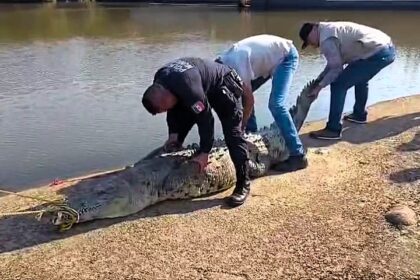 13ft crocodile rescued from dam in Nayarit, Mexico; massive reptile captured and safely returned to its habitat after a coordinated effort by local authorities.