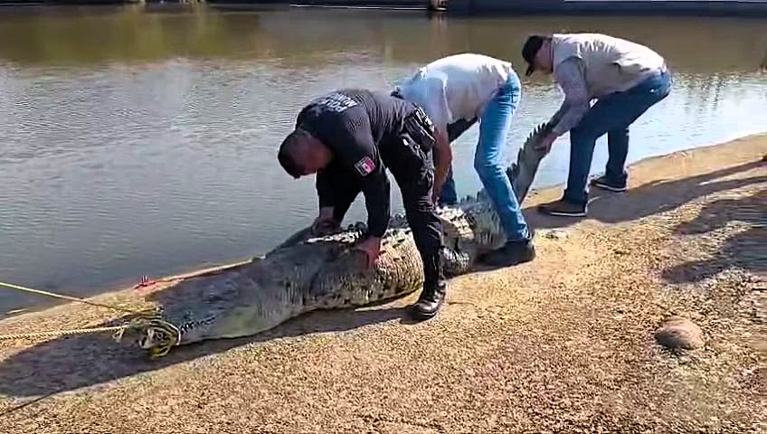 13ft crocodile rescued from dam in Nayarit, Mexico; massive reptile captured and safely returned to its habitat after a coordinated effort by local authorities.