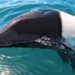 Tourists were stunned as a rare Commerson’s “panda dolphin” swam up to their boat in Patagonia. The adorable encounter, filmed by a wildlife photographer, went viral!