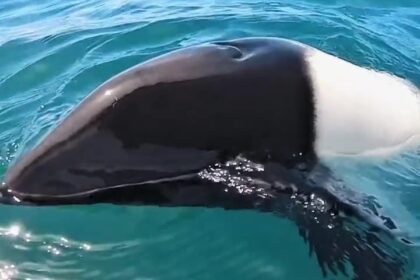 Tourists were stunned as a rare Commerson’s “panda dolphin” swam up to their boat in Patagonia. The adorable encounter, filmed by a wildlife photographer, went viral!