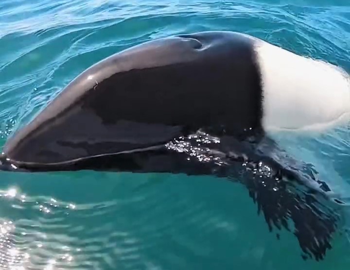 Tourists were stunned as a rare Commerson’s “panda dolphin” swam up to their boat in Patagonia. The adorable encounter, filmed by a wildlife photographer, went viral!