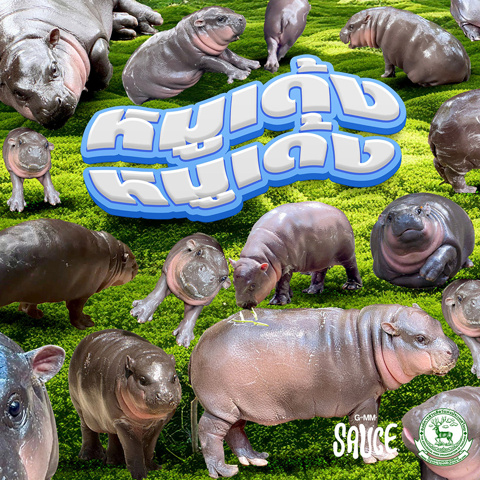 Viral pygmy hippo Moo Deng bounces back with a new pop song, ‘Moodeng Moodeng,’ aiming to win over fans worldwide. Listen now on YouTube, Spotify, and more!