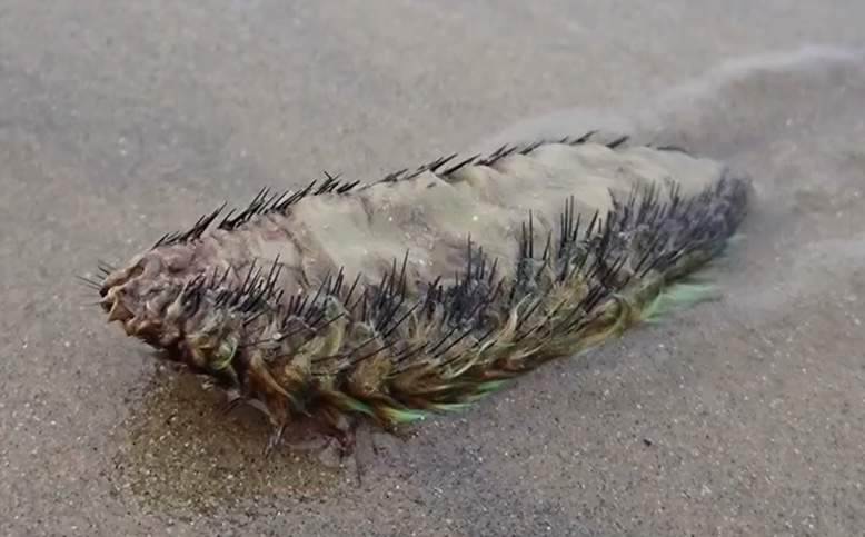 Baffled Sussex locals mistake a rare Sea Mouse, a furry marine worm, for an "alien" after it washed ashore. Known for its iridescent bristles, it's a stunning winter find!