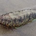 Baffled Sussex locals mistake a rare Sea Mouse, a furry marine worm, for an "alien" after it washed ashore. Known for its iridescent bristles, it's a stunning winter find!