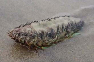 Baffled Sussex locals mistake a rare Sea Mouse, a furry marine worm, for an "alien" after it washed ashore. Known for its iridescent bristles, it's a stunning winter find!