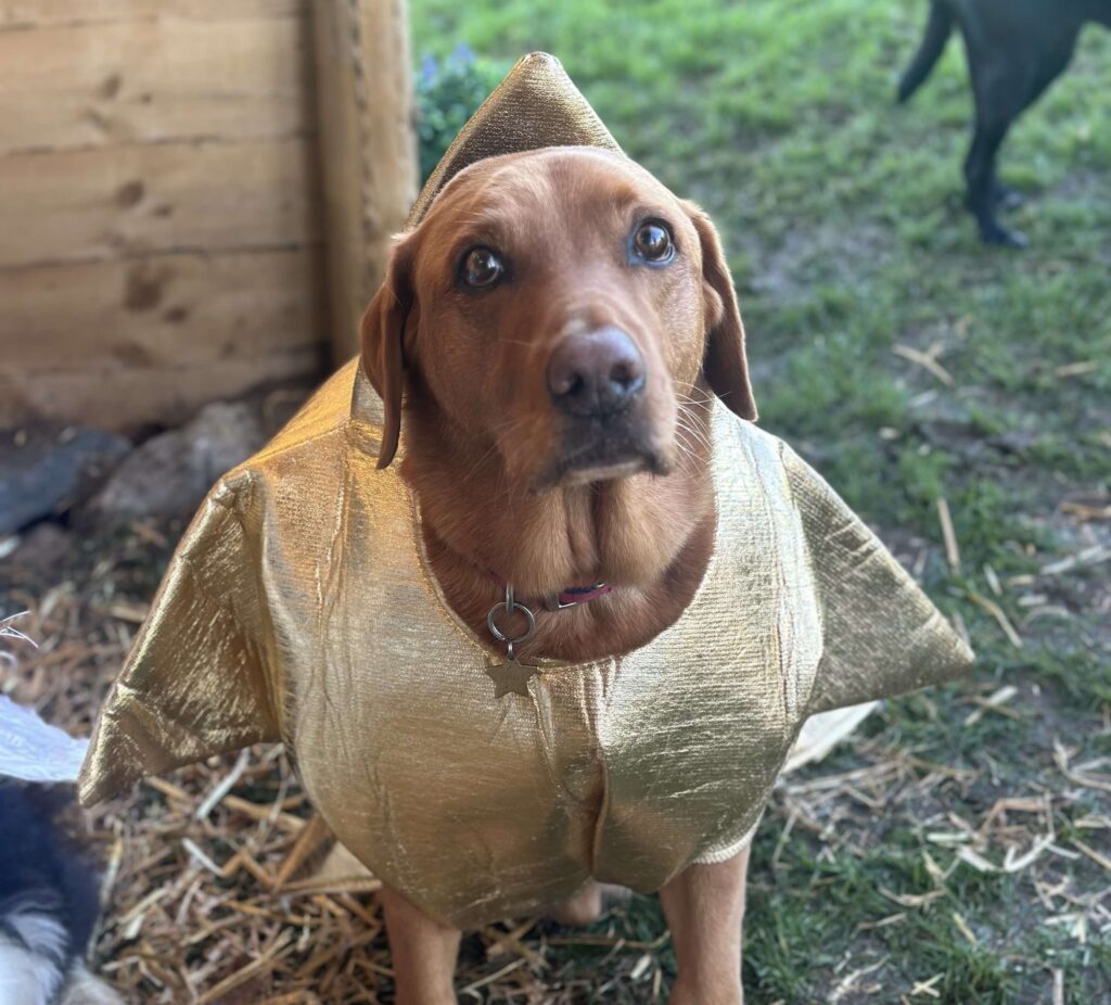 Nine adorable dogs from Taylormade Doggy Daycare steal hearts by recreating a Christmas Nativity scene. Viral TikTok clip showcases their festive obedience and charm!