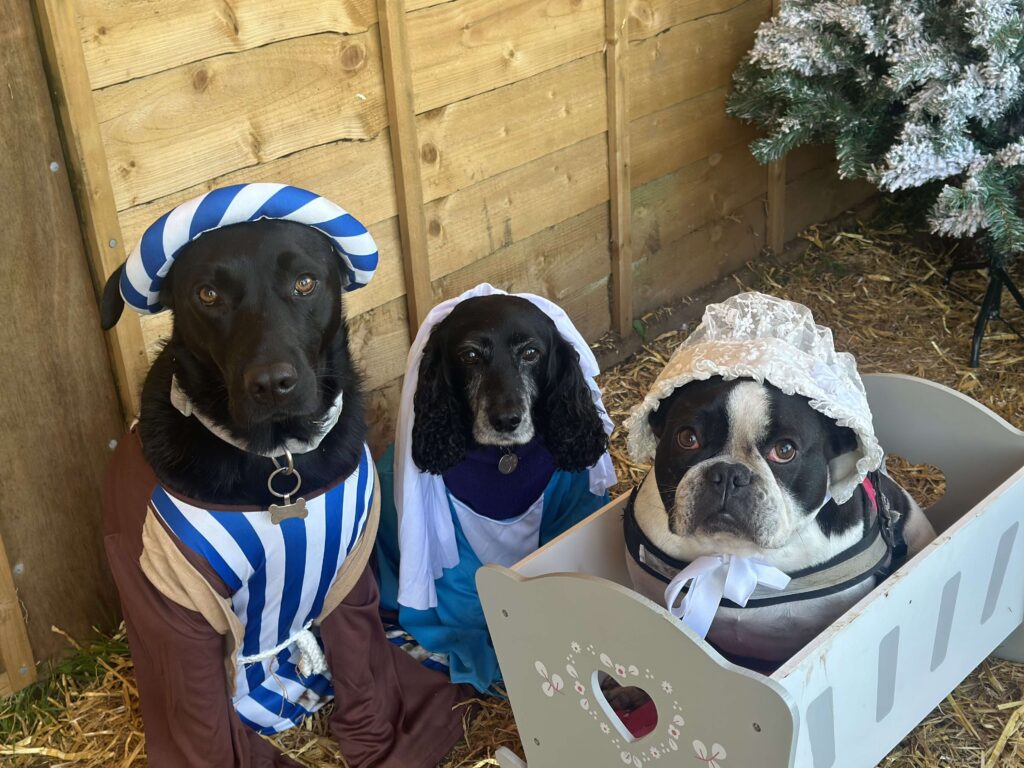 Nine adorable dogs from Taylormade Doggy Daycare steal hearts by recreating a Christmas Nativity scene. Viral TikTok clip showcases their festive obedience and charm!