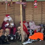 Nine adorable dogs from Taylormade Doggy Daycare steal hearts by recreating a Christmas Nativity scene. Viral TikTok clip showcases their festive obedience and charm!