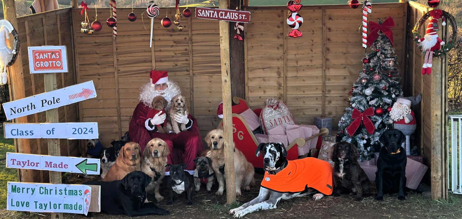 Nine adorable dogs from Taylormade Doggy Daycare steal hearts by recreating a Christmas Nativity scene. Viral TikTok clip showcases their festive obedience and charm!