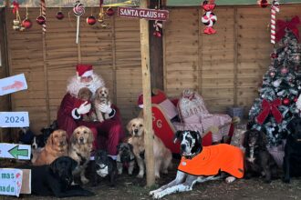 Nine adorable dogs from Taylormade Doggy Daycare steal hearts by recreating a Christmas Nativity scene. Viral TikTok clip showcases their festive obedience and charm!