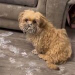 A mischievous pup turned his owner’s home into a paint-covered chaos after escaping his crate. TikTok users are divided over the incident that left a £1,000 sofa ruined!