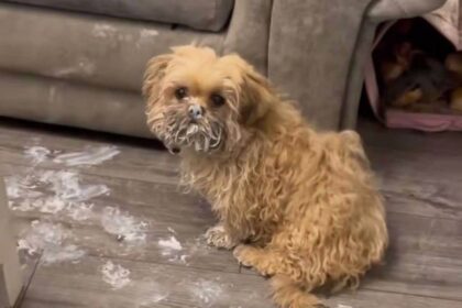 A mischievous pup turned his owner’s home into a paint-covered chaos after escaping his crate. TikTok users are divided over the incident that left a £1,000 sofa ruined!