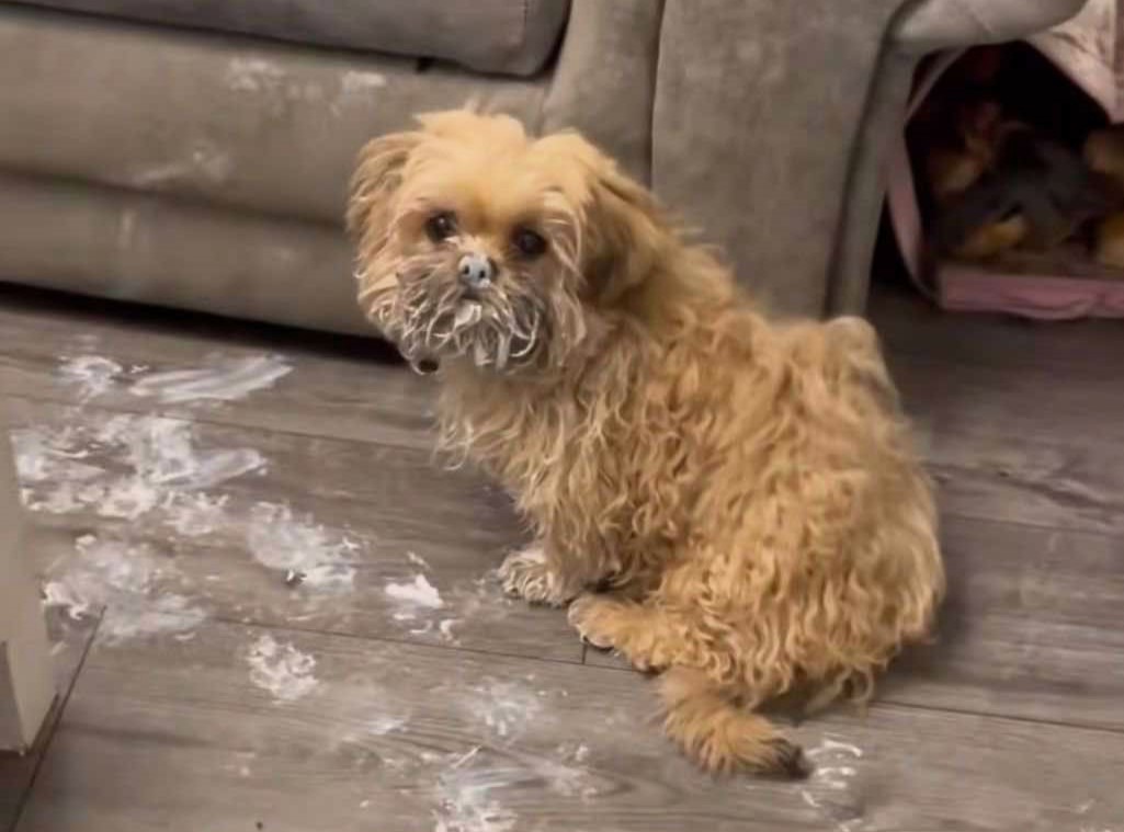 A mischievous pup turned his owner’s home into a paint-covered chaos after escaping his crate. TikTok users are divided over the incident that left a £1,000 sofa ruined!