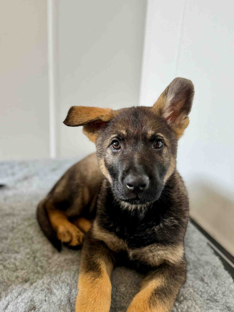 Greater Manchester Police welcomes two adorable recruits, Chabal and Lennon, to its Tactical Dog Unit! Ready to tackle crime with “cuteness overload” charm across the city.