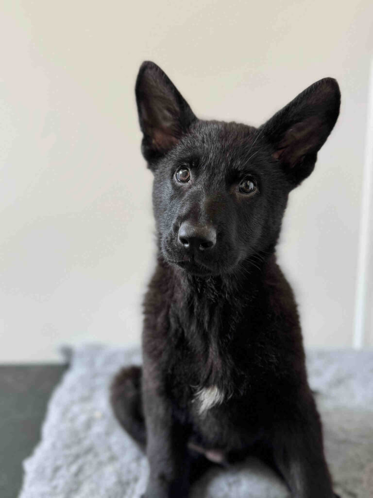 Greater Manchester Police welcomes two adorable recruits, Chabal and Lennon, to its Tactical Dog Unit! Ready to tackle crime with “cuteness overload” charm across the city.