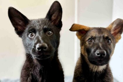 Greater Manchester Police welcomes two adorable recruits, Chabal and Lennon, to its Tactical Dog Unit! Ready to tackle crime with “cuteness overload” charm across the city.