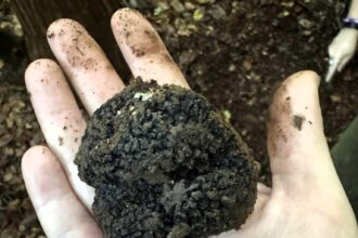 Walker Emily Padgham discovers a rare black truffle worth £91 in East Sussex woods, using just a kitchen fork. Known as "black gold," these prized delicacies are culinary treasures.