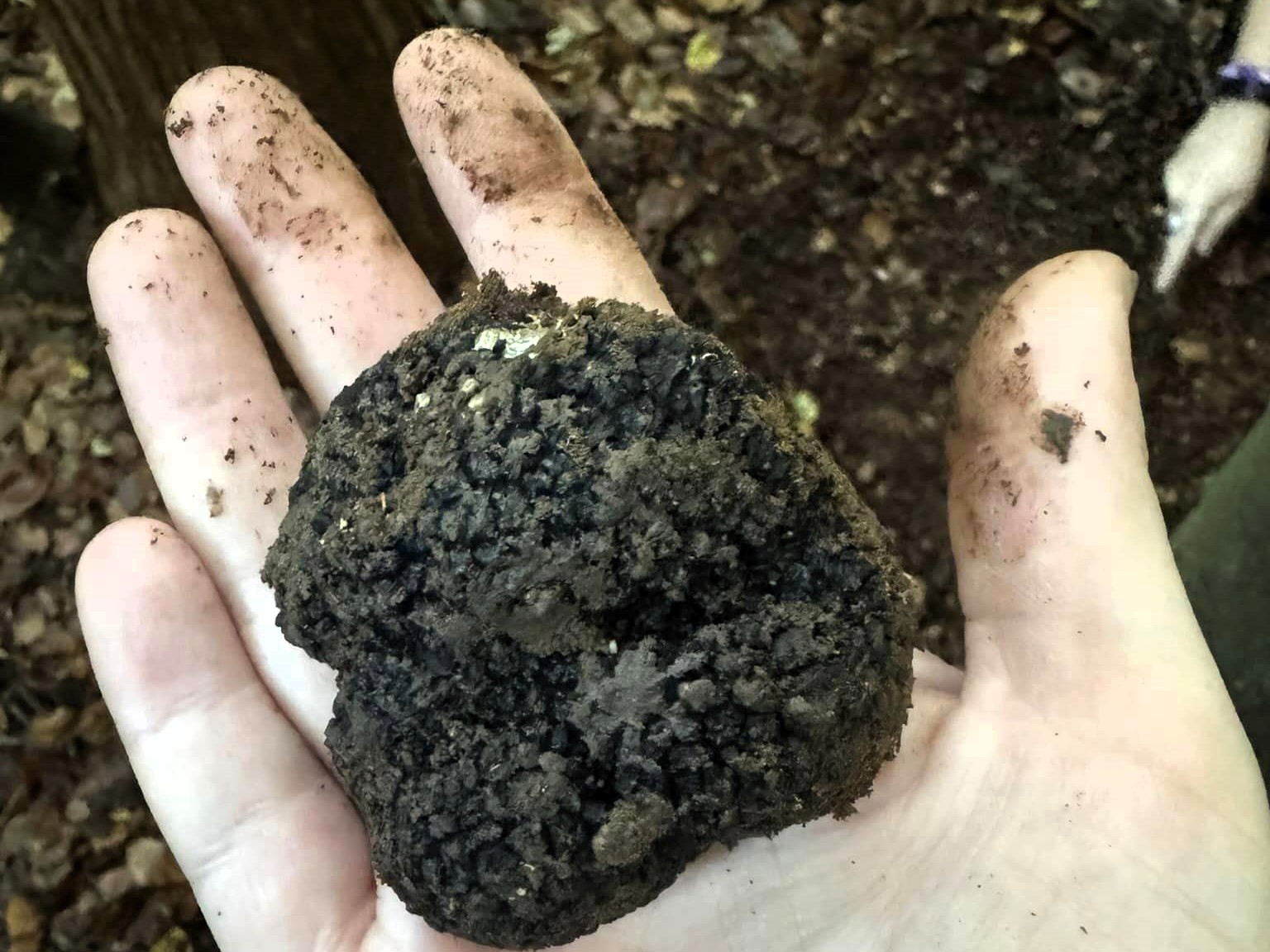 Walker Emily Padgham discovers a rare black truffle worth £91 in East Sussex woods, using just a kitchen fork. Known as "black gold," these prized delicacies are culinary treasures.