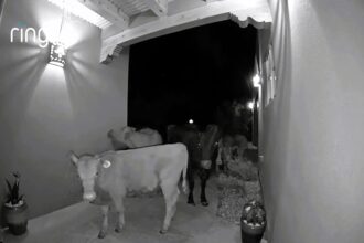 Santa Fe resident woken by escaped cattle at midnight; herd seen sniffing plants and mooing on doorstep after escaping a nearby ranch due to a broken fence.