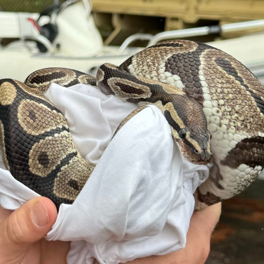 Shocked woman finds ball python behind her toilet at 5am; South Carolina deputies safely capture the snake, suspecting it may be an escaped pet from a nearby home.