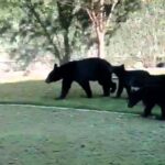 A family in San Pedro Garza García, Mexico, was stunned to find four bears in their backyard. Urban bear sightings rise in Nuevo León due to deforestation and urban sprawl.