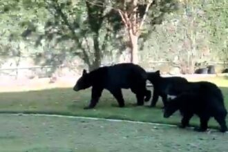 A family in San Pedro Garza García, Mexico, was stunned to find four bears in their backyard. Urban bear sightings rise in Nuevo León due to deforestation and urban sprawl.