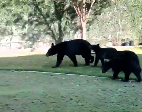 A family in San Pedro Garza García, Mexico, was stunned to find four bears in their backyard. Urban bear sightings rise in Nuevo León due to deforestation and urban sprawl.