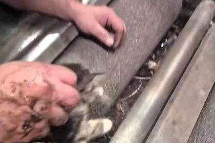 Garage mechanics rescue tiny kitten trapped in brake test rollers during MoT in Kent; now adopted by the vet who gave her a clean bill of health.