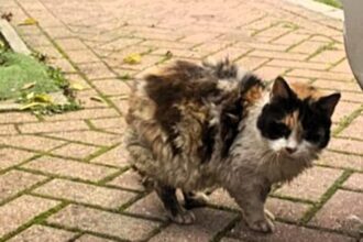 After five years missing, a woman is reunited with her beloved cat, Bubba, found living as a stray. A heartwarming reminder to never give up hope on lost pets.