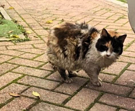 After five years missing, a woman is reunited with her beloved cat, Bubba, found living as a stray. A heartwarming reminder to never give up hope on lost pets.