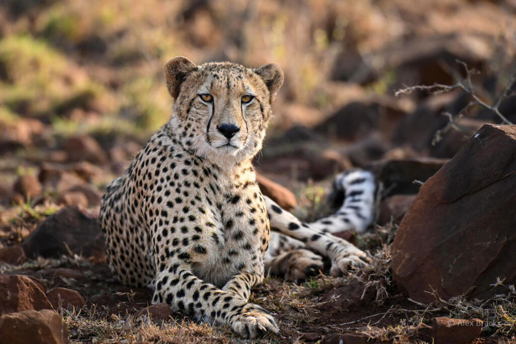 Terrifying moment as two cheetahs approach photographers in a hide, inches away. Award-winning photographer captures the rare encounter at South Africa's Zimanga Reserve.