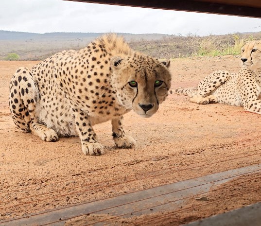 Terrifying moment as two cheetahs approach photographers in a hide, inches away. Award-winning photographer captures the rare encounter at South Africa's Zimanga Reserve.