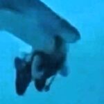 A diver in the Maldives narrowly escaped death when a shark grabbed their head mid-dive. Captured on camera, the shark eventually swam off, leaving the diver shaken but alive.