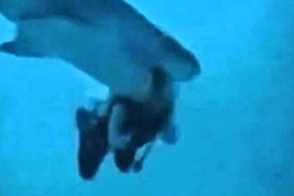 A diver in the Maldives narrowly escaped death when a shark grabbed their head mid-dive. Captured on camera, the shark eventually swam off, leaving the diver shaken but alive.